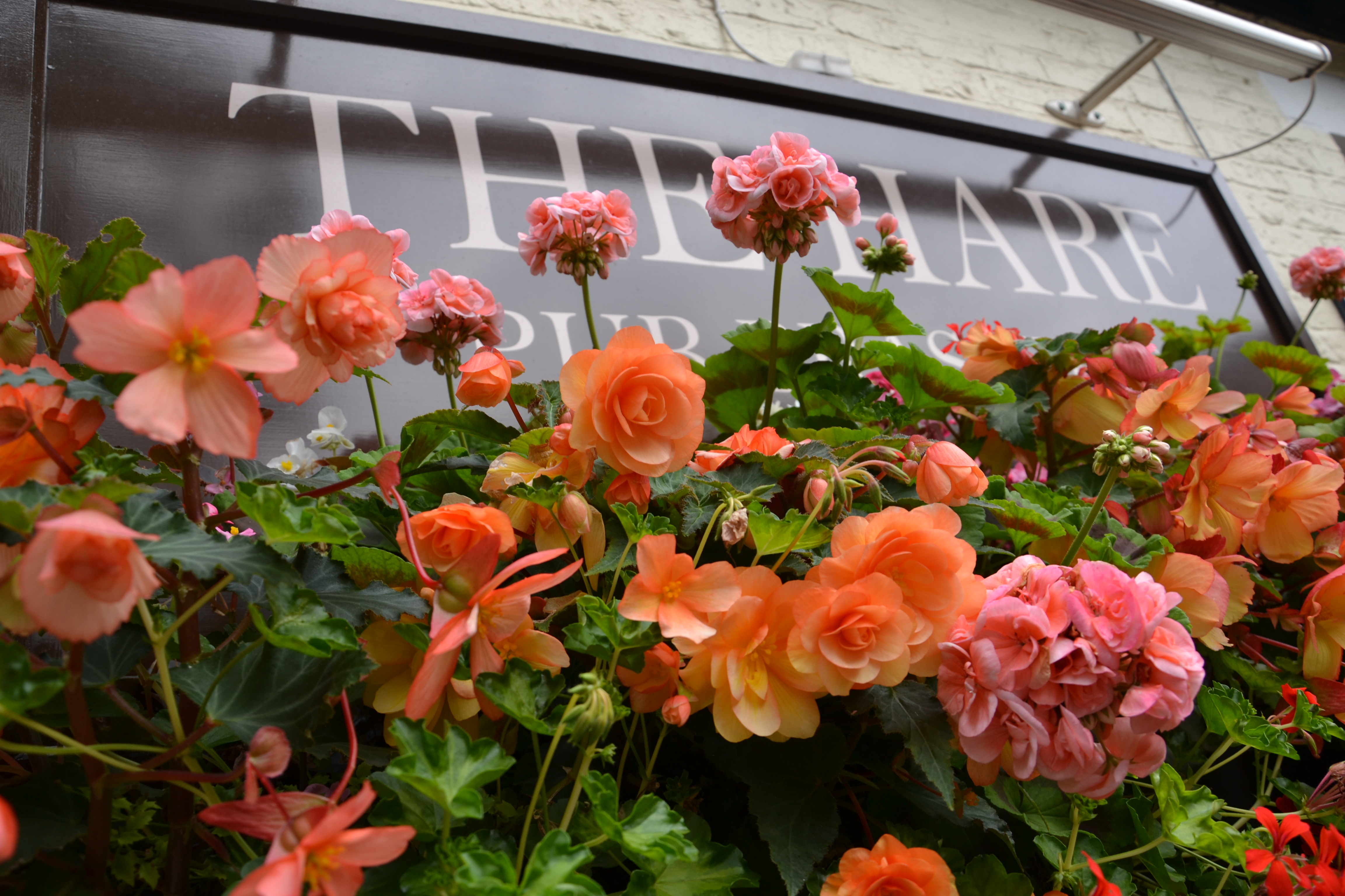 Hanging Basket Maintenance Service London UK